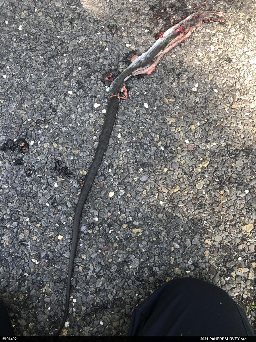 Northern Black Racer