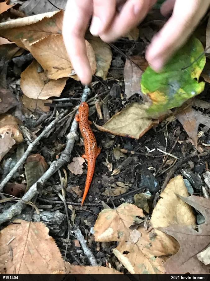 Northern Red Salamander