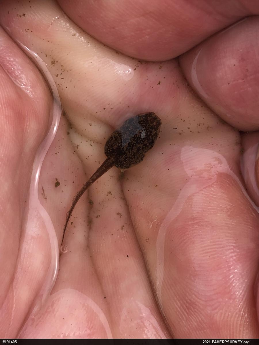 Unknown Gray Treefrog