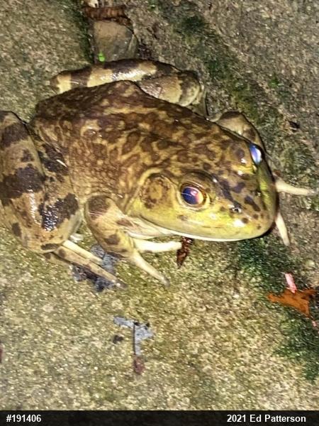 American Bullfrog