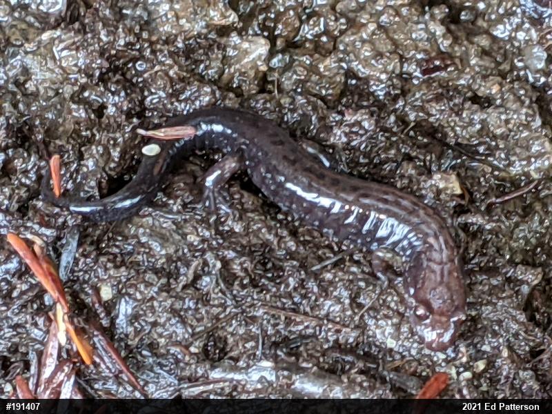 Allegheny Mountain Dusky Salamander