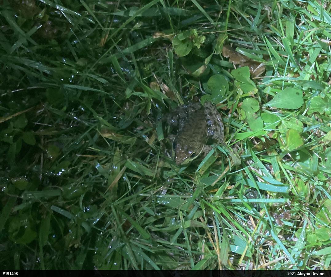Green Frog
