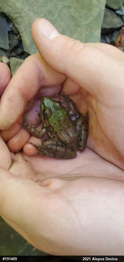 Green Frog