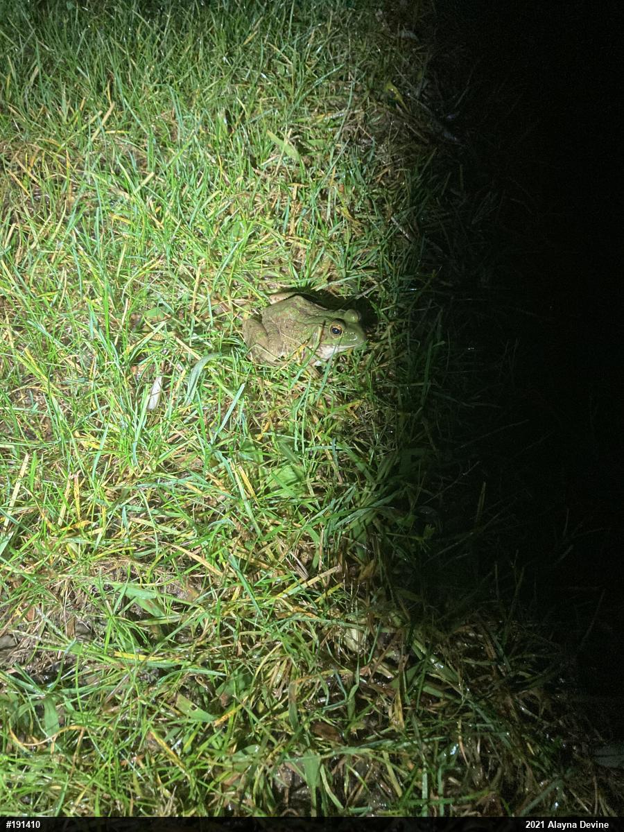 Green Frog