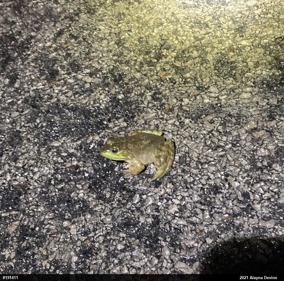 American Bullfrog
