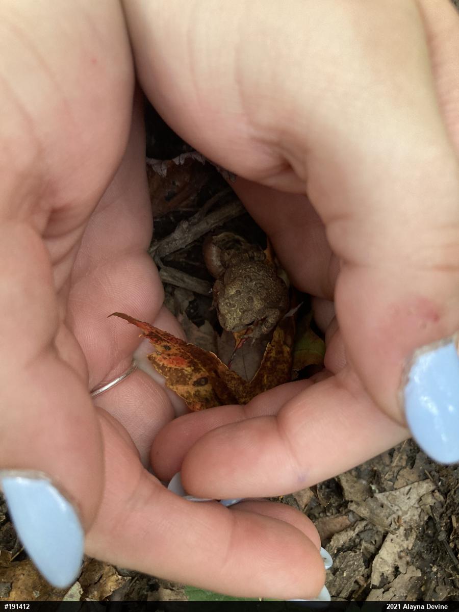 Eastern American Toad