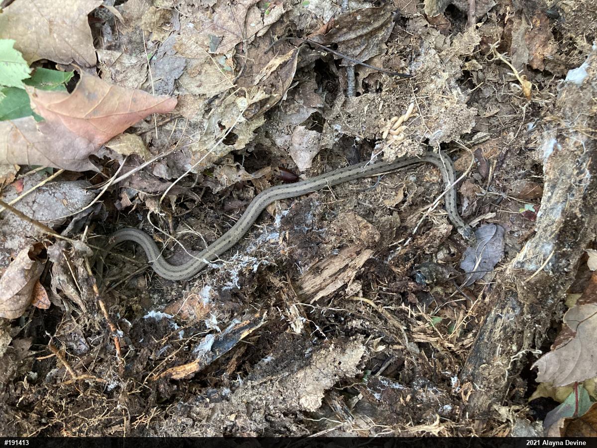 Dekay's Brownsnake