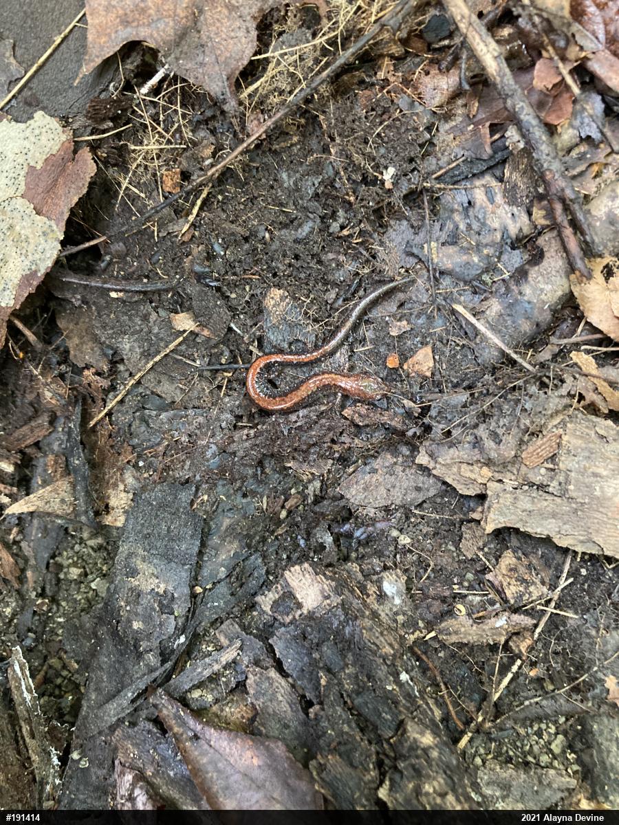 Eastern Red-backed  Salamander