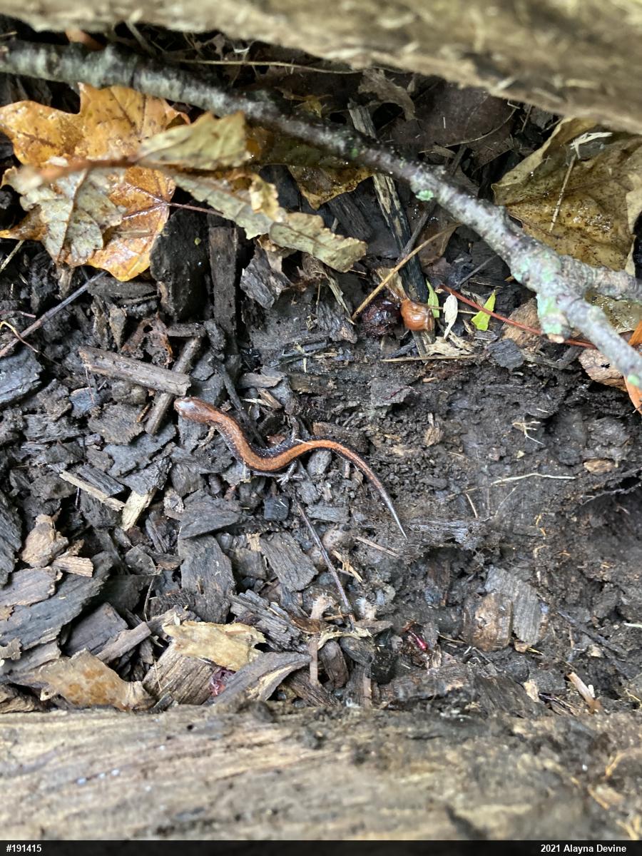 Eastern Red-backed  Salamander