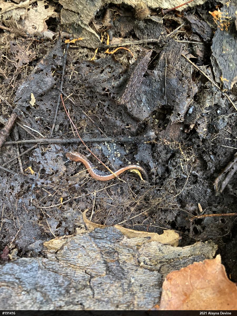 Eastern Red-backed  Salamander