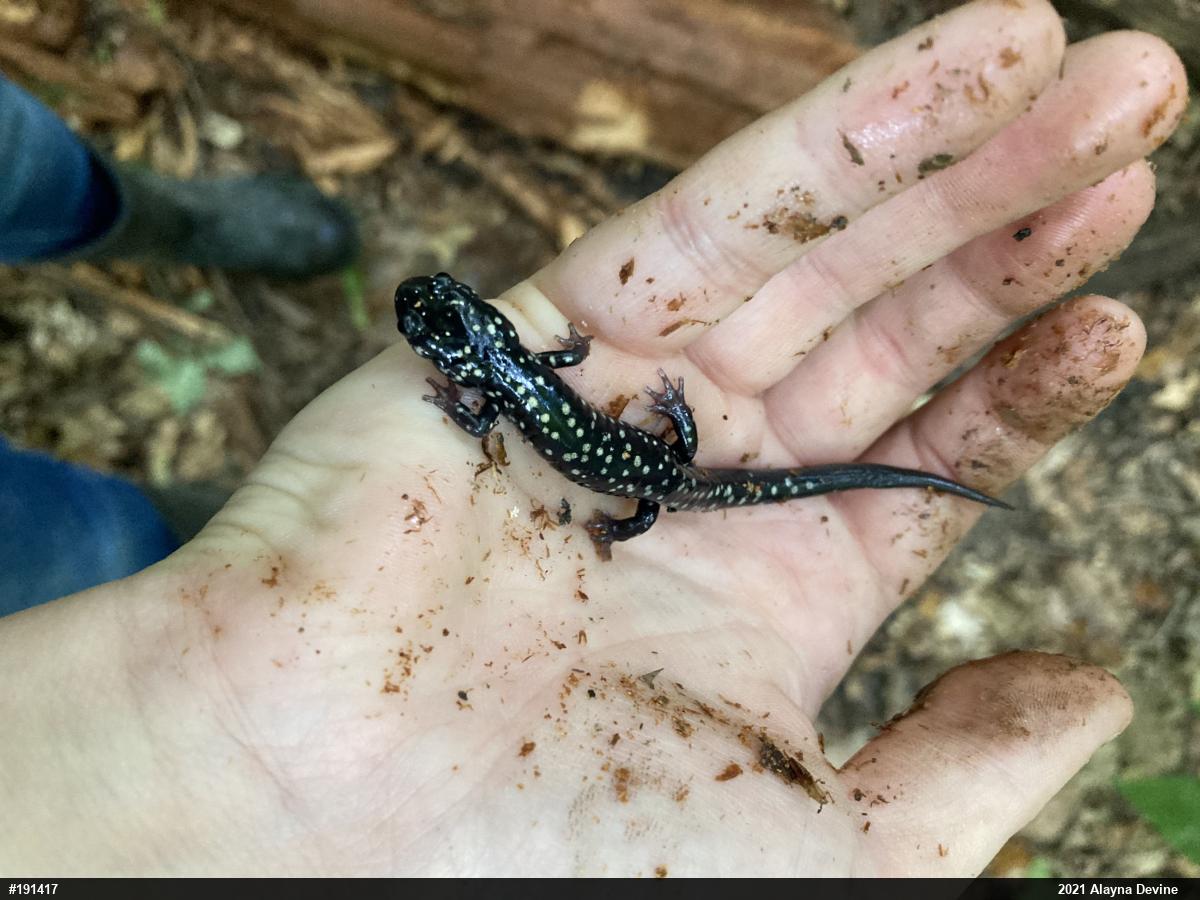 Northern Slimy Salamander
