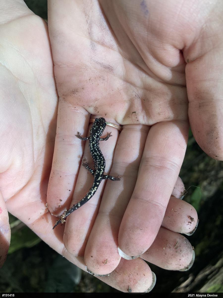 Northern Slimy Salamander