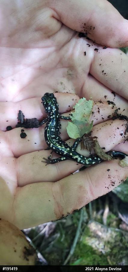 Northern Slimy Salamander