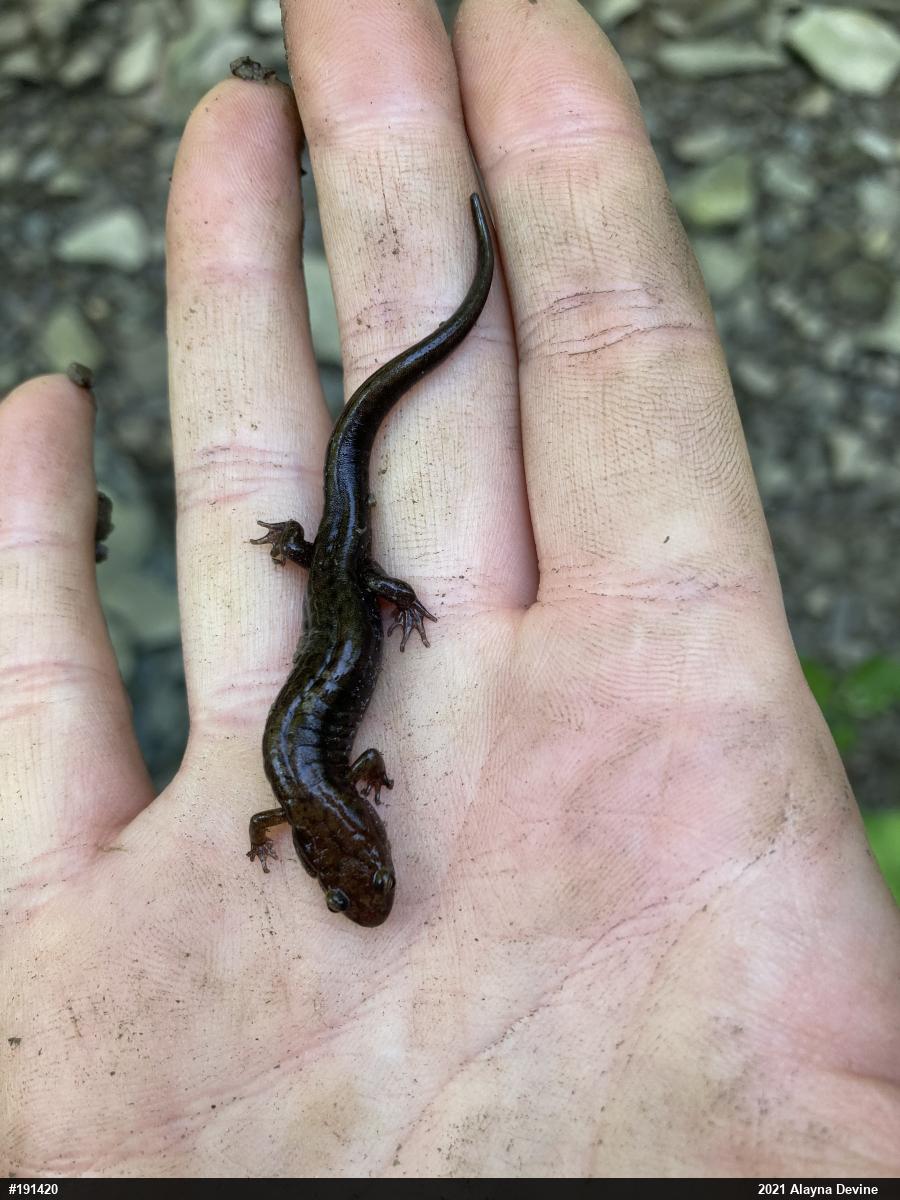 Allegheny Mountain Dusky Salamander