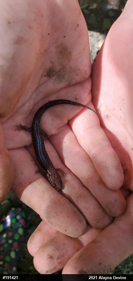 Allegheny Mountain Dusky Salamander