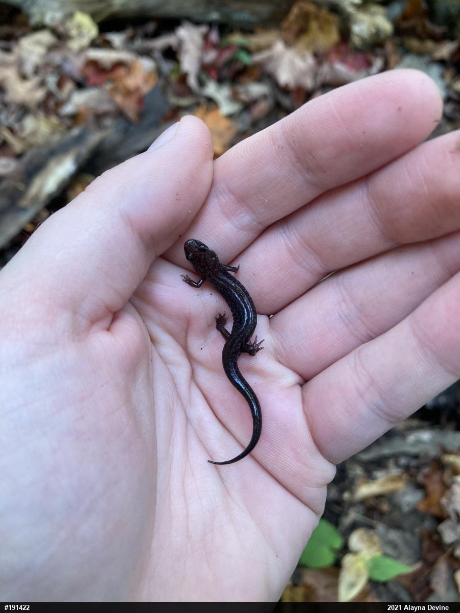 Allegheny Mountain Dusky Salamander