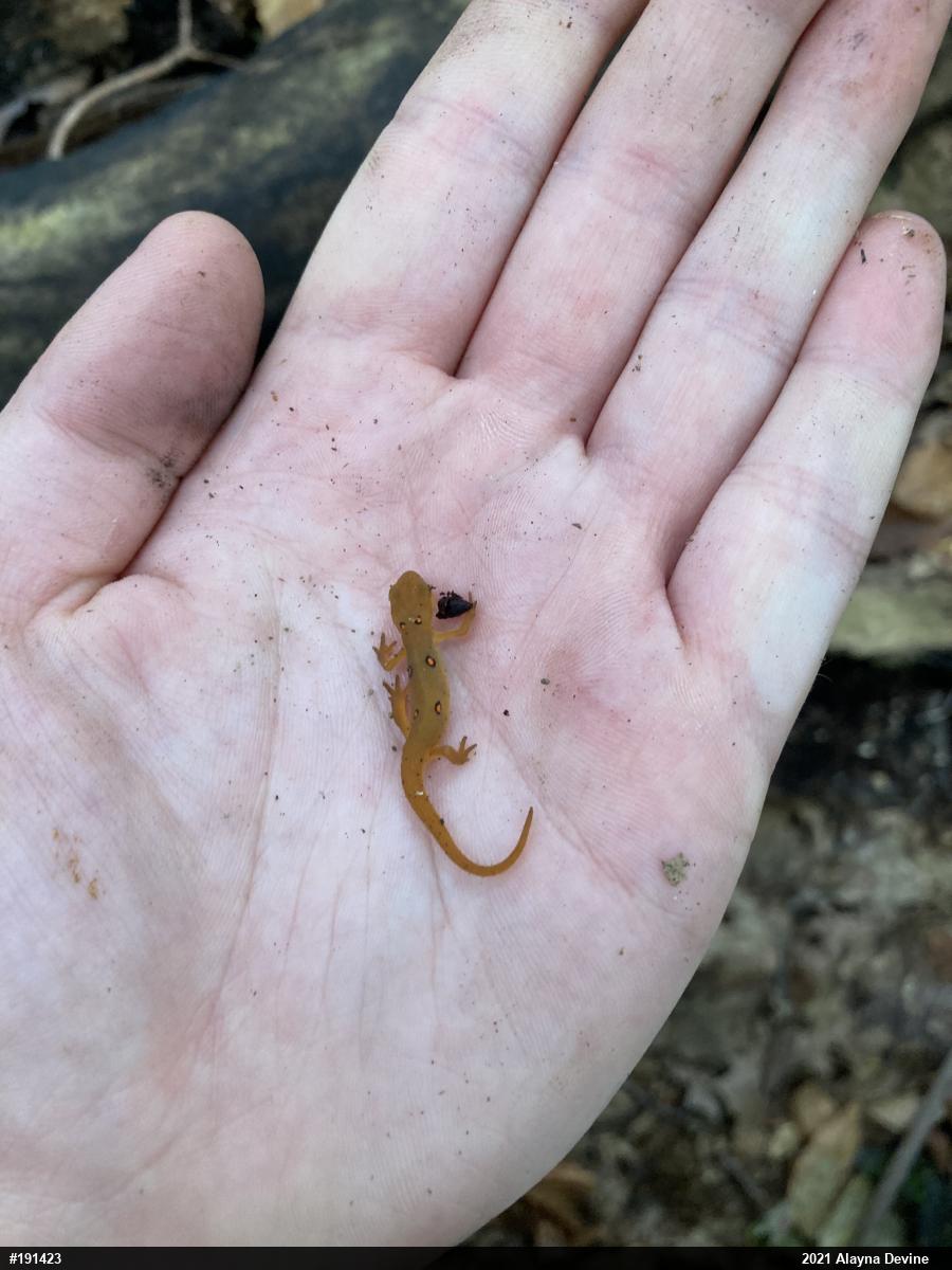 Red-spotted Newt