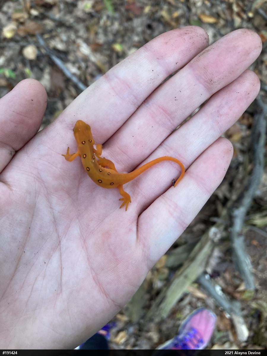 Red-spotted Newt