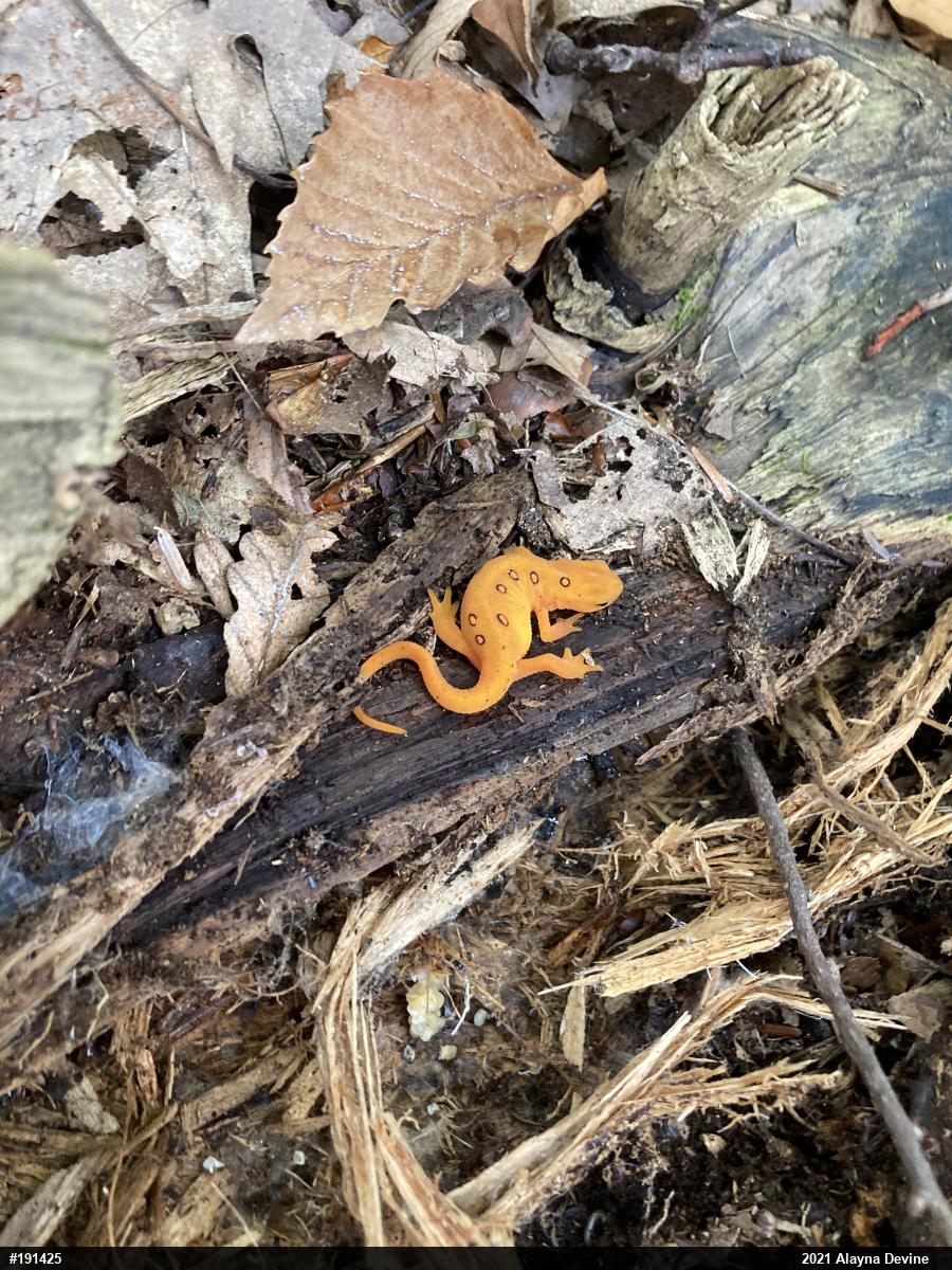 Red-spotted Newt