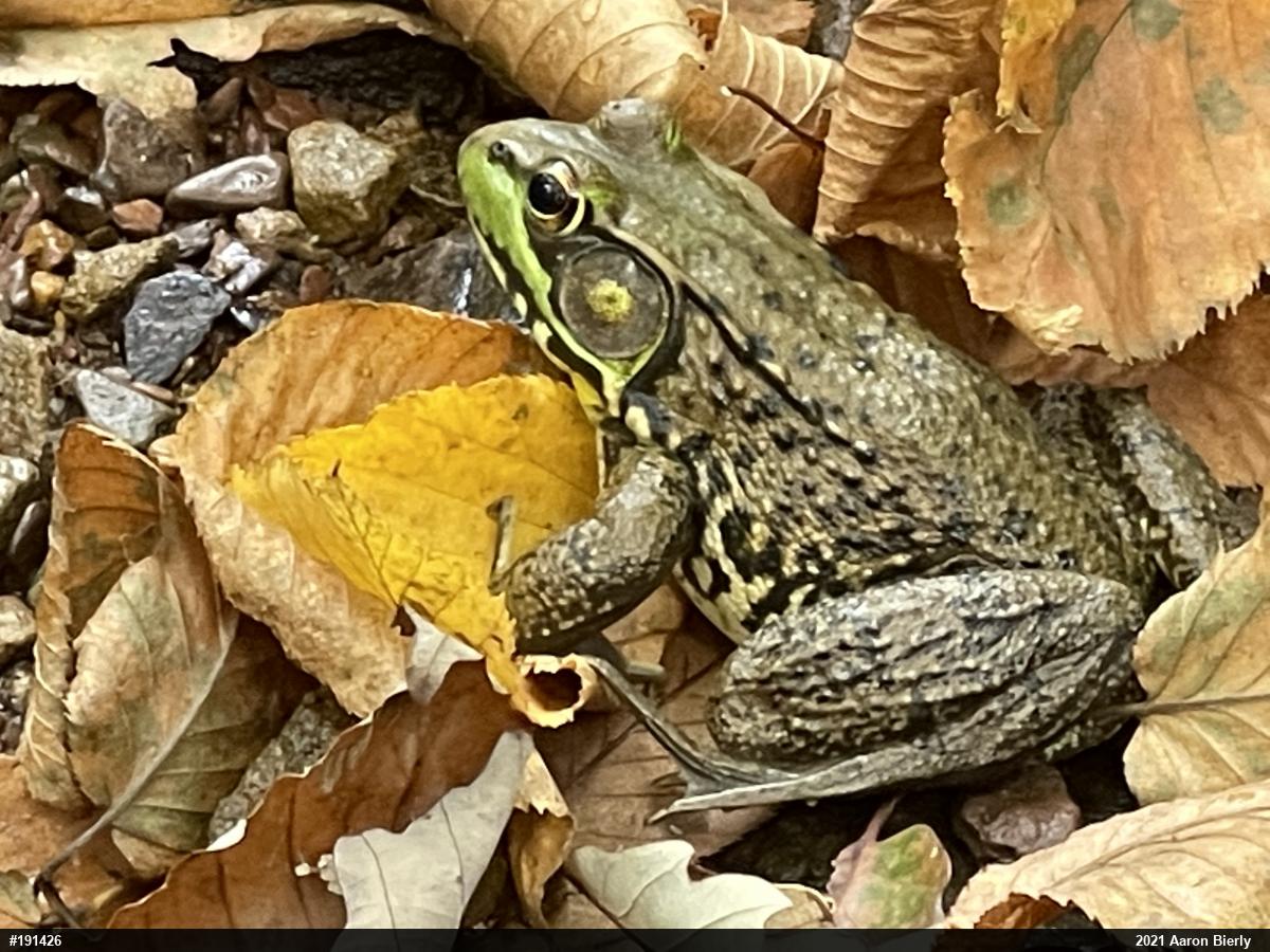 Green Frog