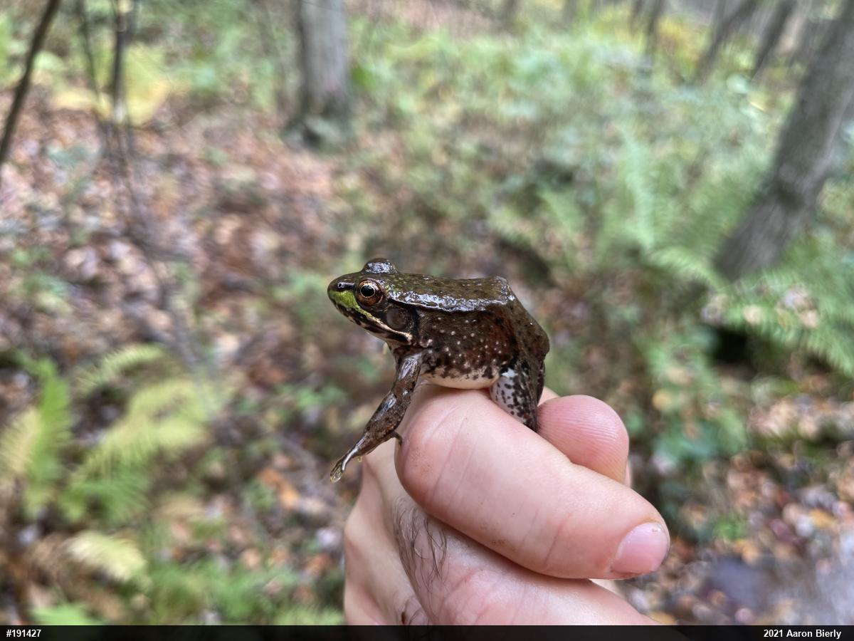 Green Frog