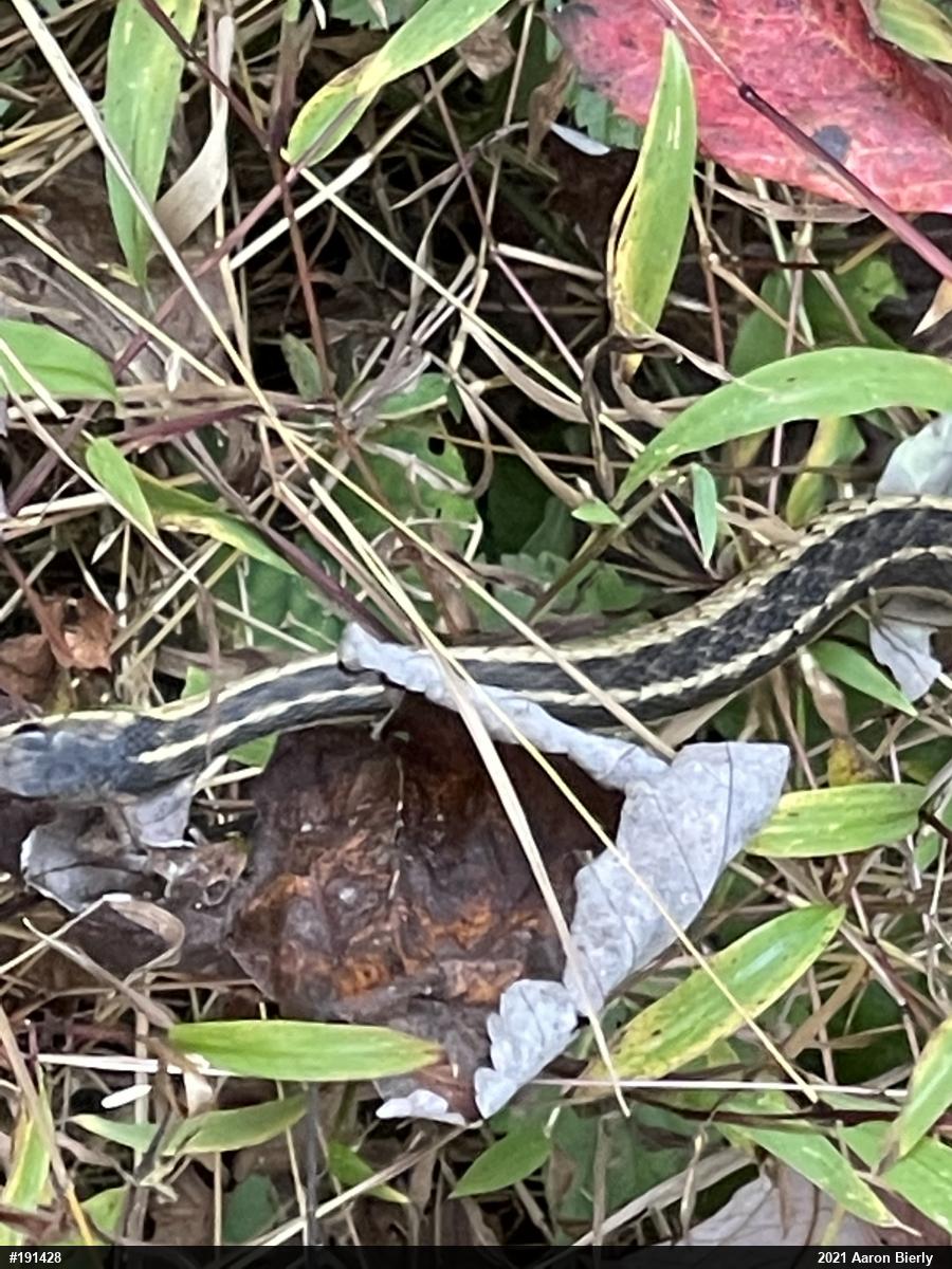 Eastern Gartersnake