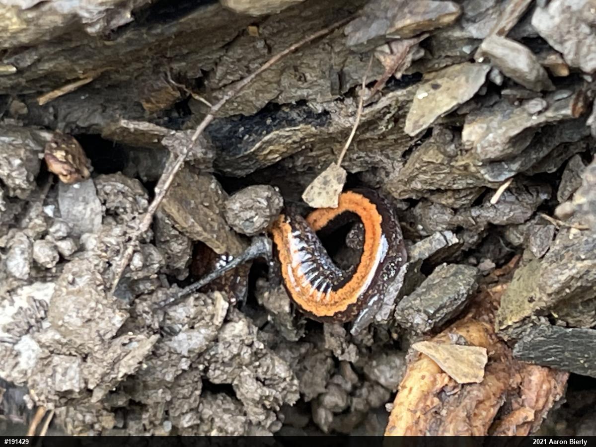 Eastern Red-backed  Salamander