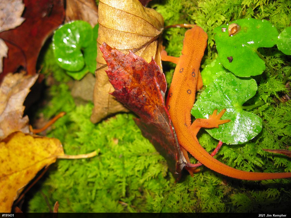 Red-spotted Newt