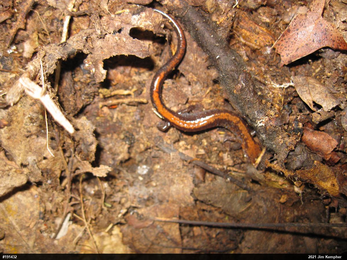 Eastern Red-backed  Salamander