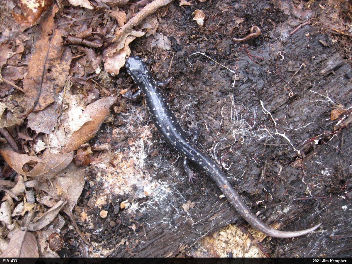 Northern Slimy Salamander