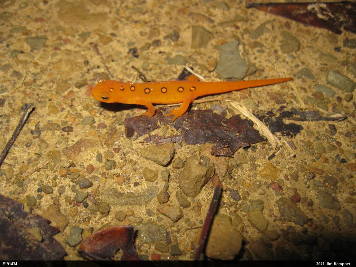 Red-spotted Newt