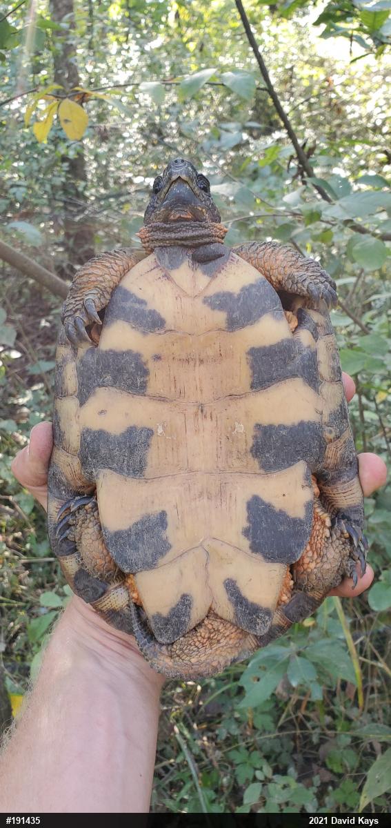 Wood Turtle