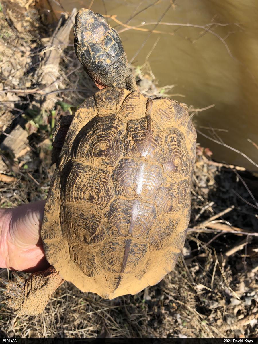 Wood Turtle