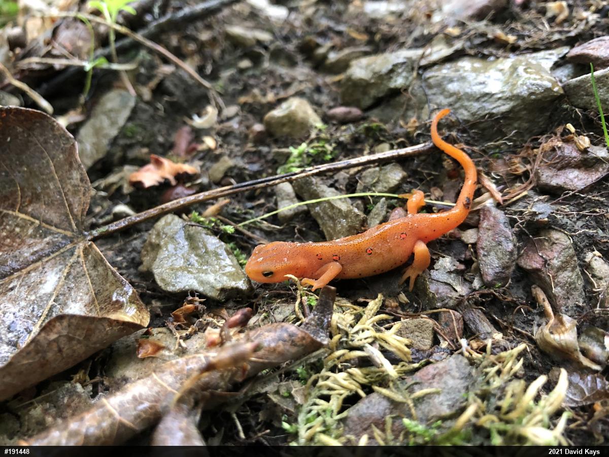 Red-spotted Newt