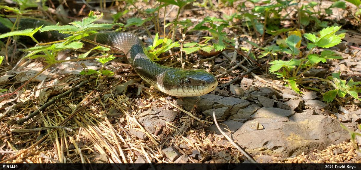 Eastern Ratsnake