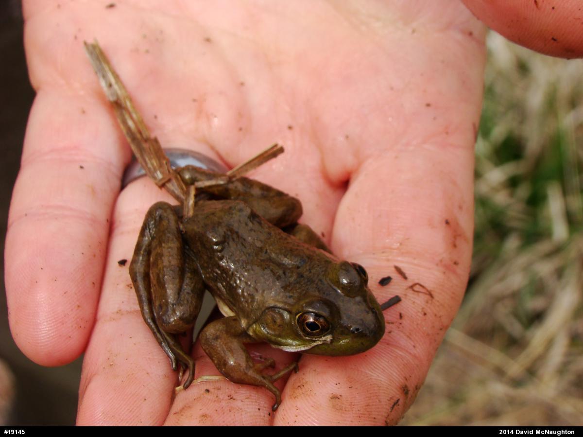 American Bullfrog