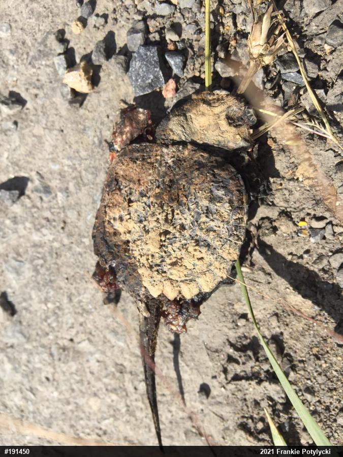 Snapping Turtle