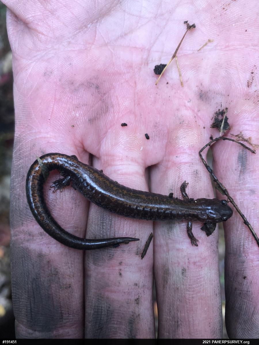 Eastern Red-backed  Salamander
