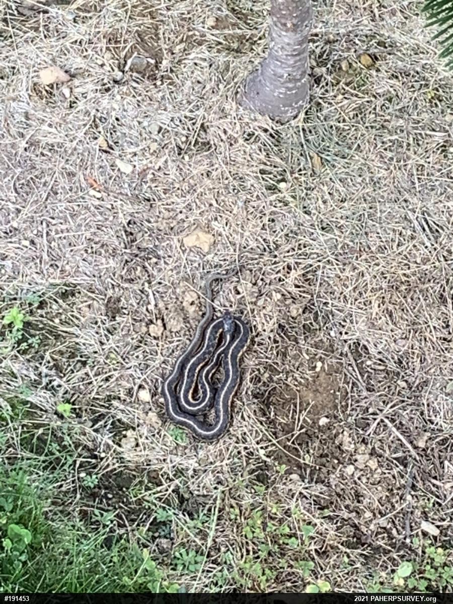 Eastern Gartersnake