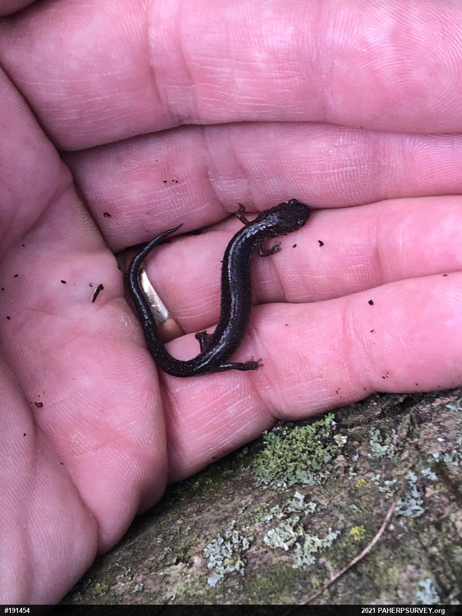 Eastern Red-backed  Salamander