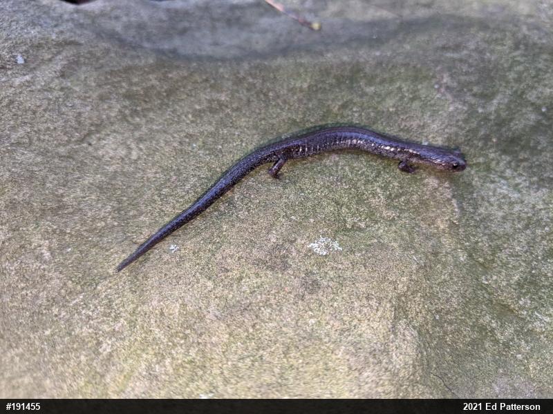 Valley And Ridge Salamander