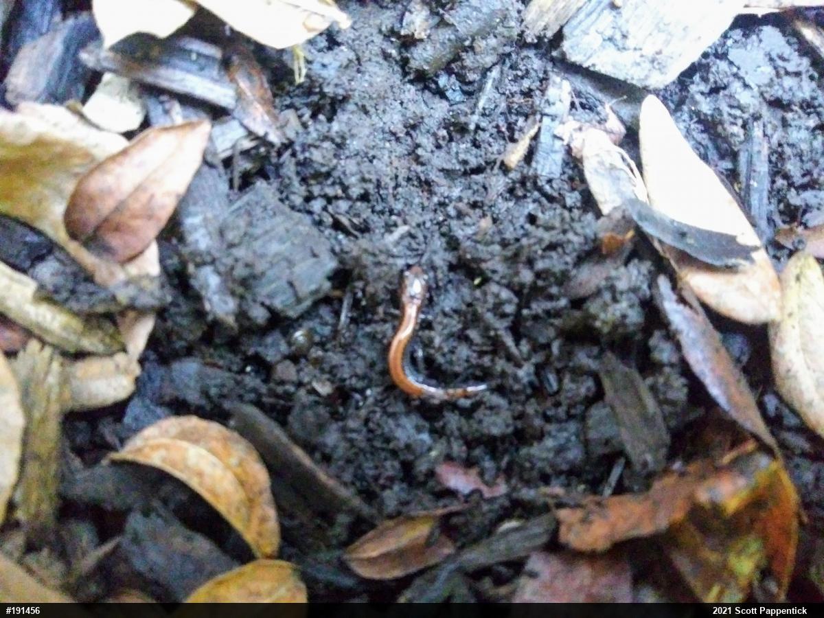 Eastern Red-backed  Salamander