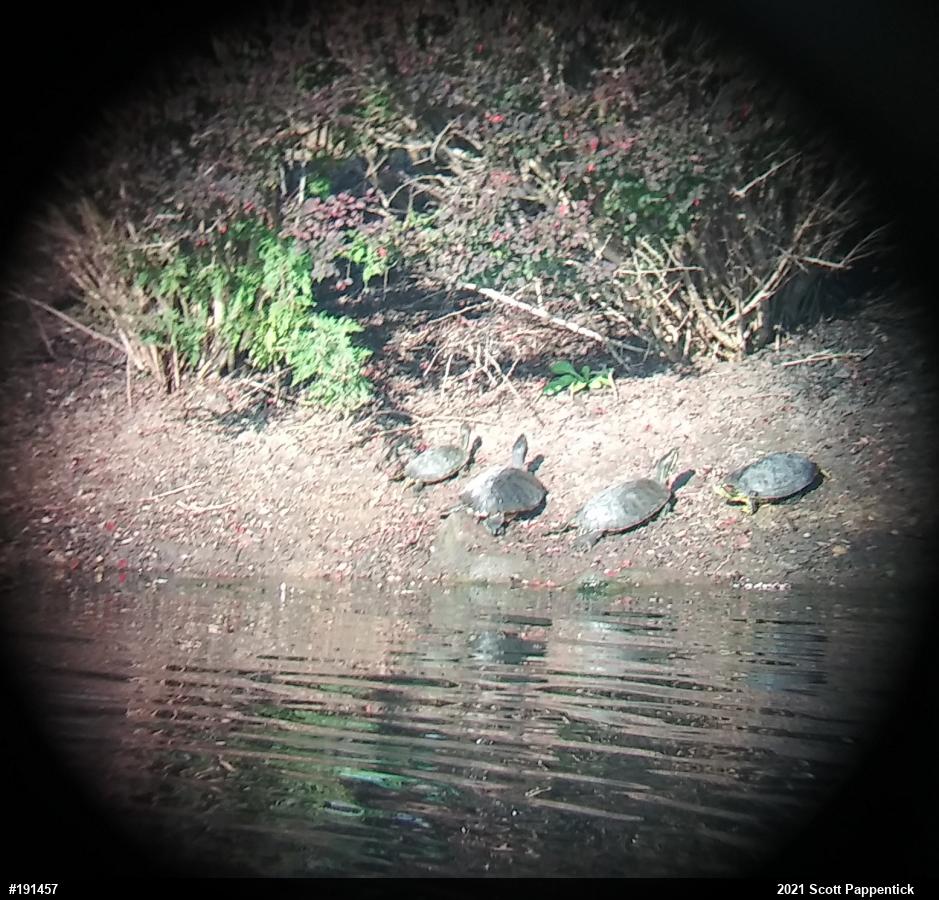 Red-eared Slider