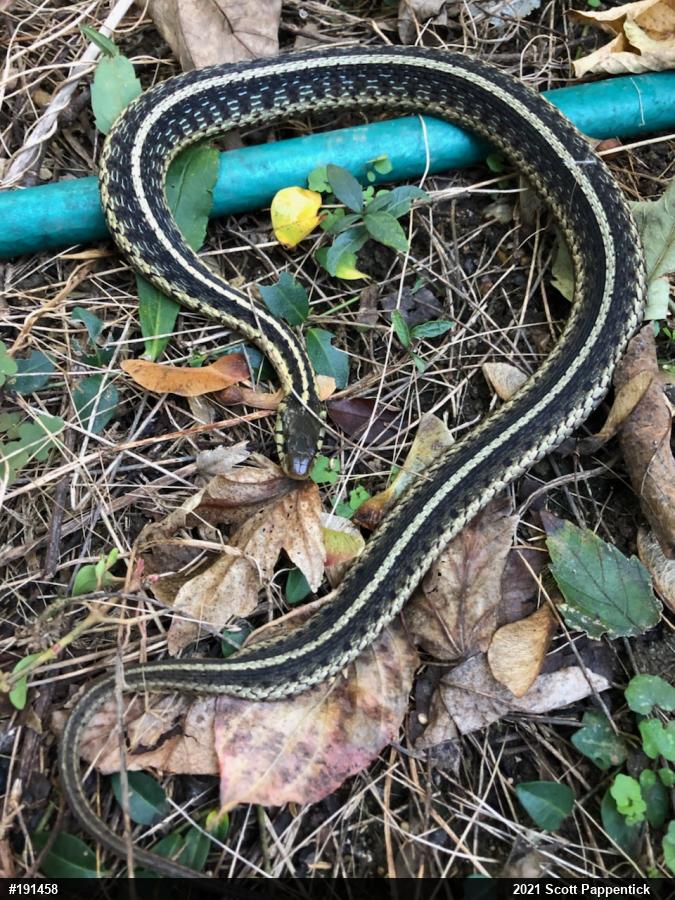Eastern Gartersnake