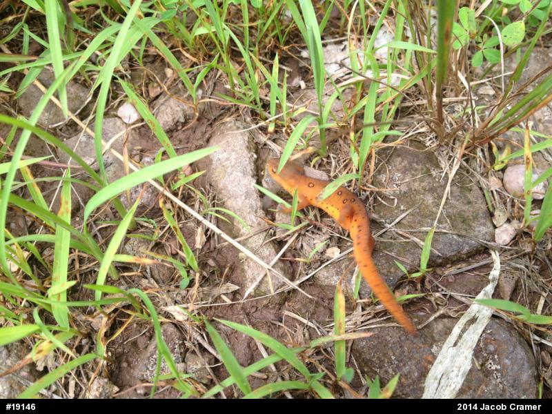 Red-spotted Newt