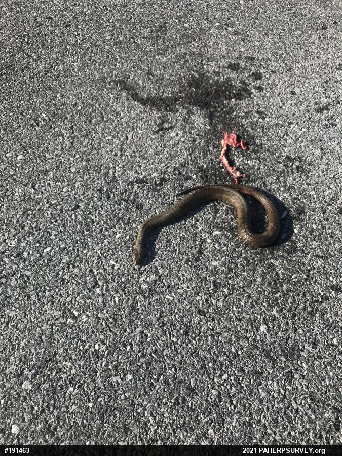 Northern Watersnake