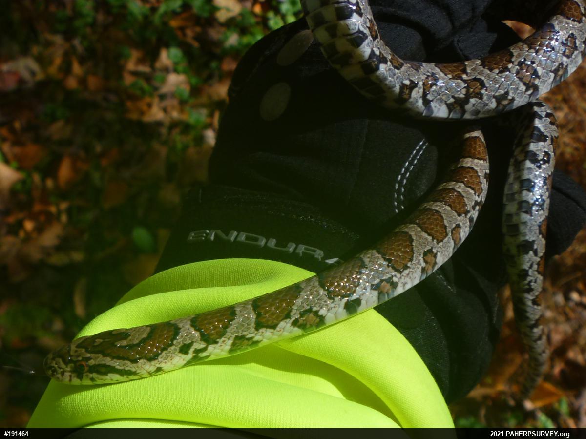 Eastern Milksnake