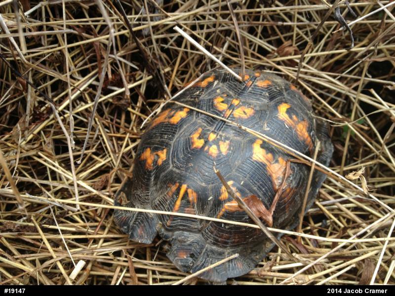 Eastern Box Turtle