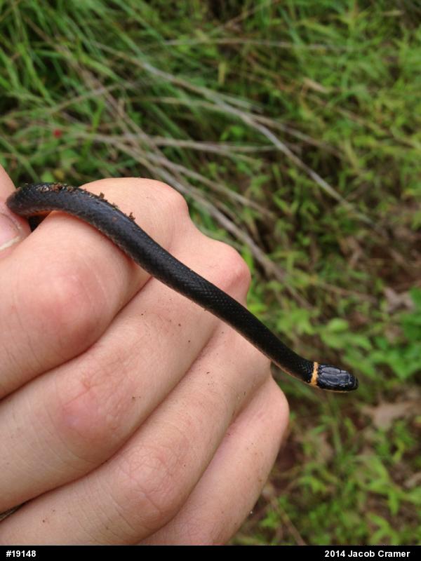 Northern Ring-necked Snake