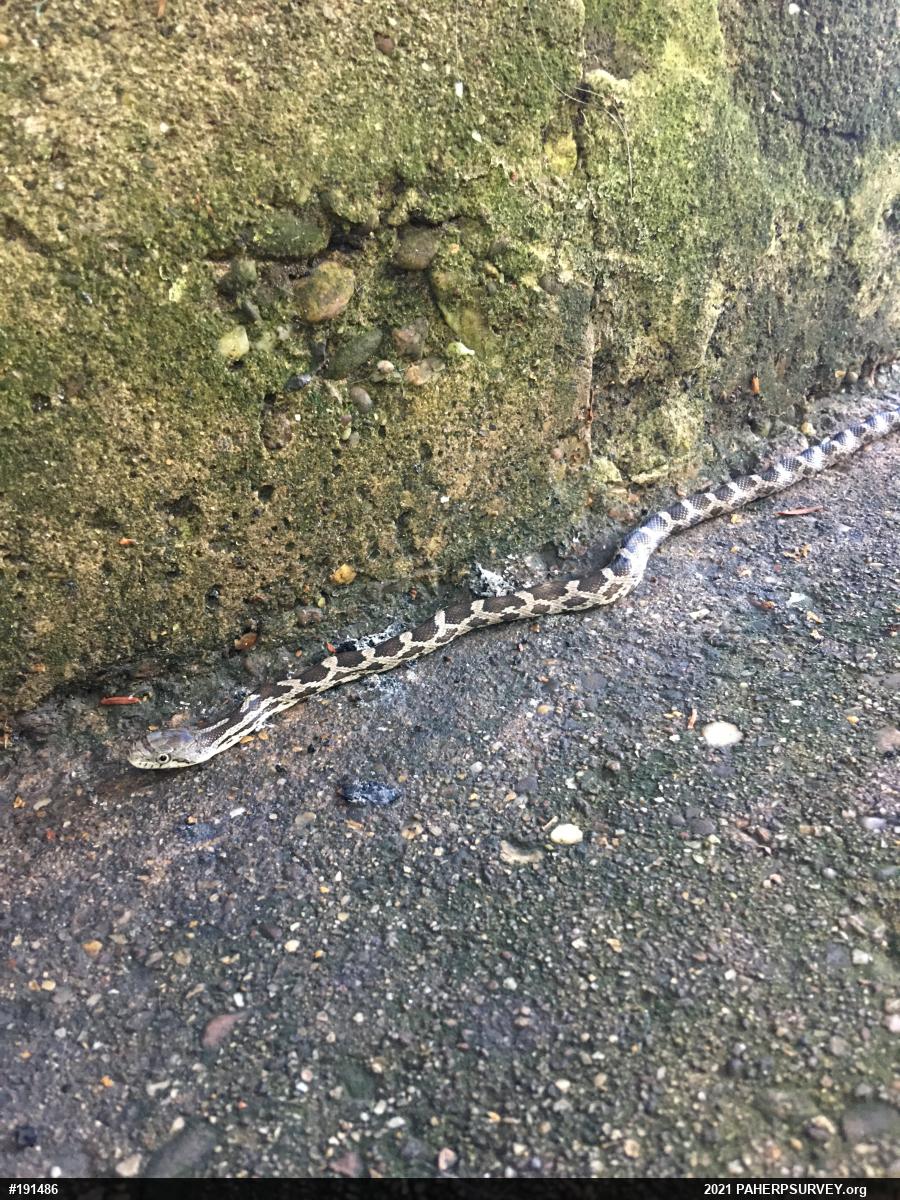 Eastern Ratsnake